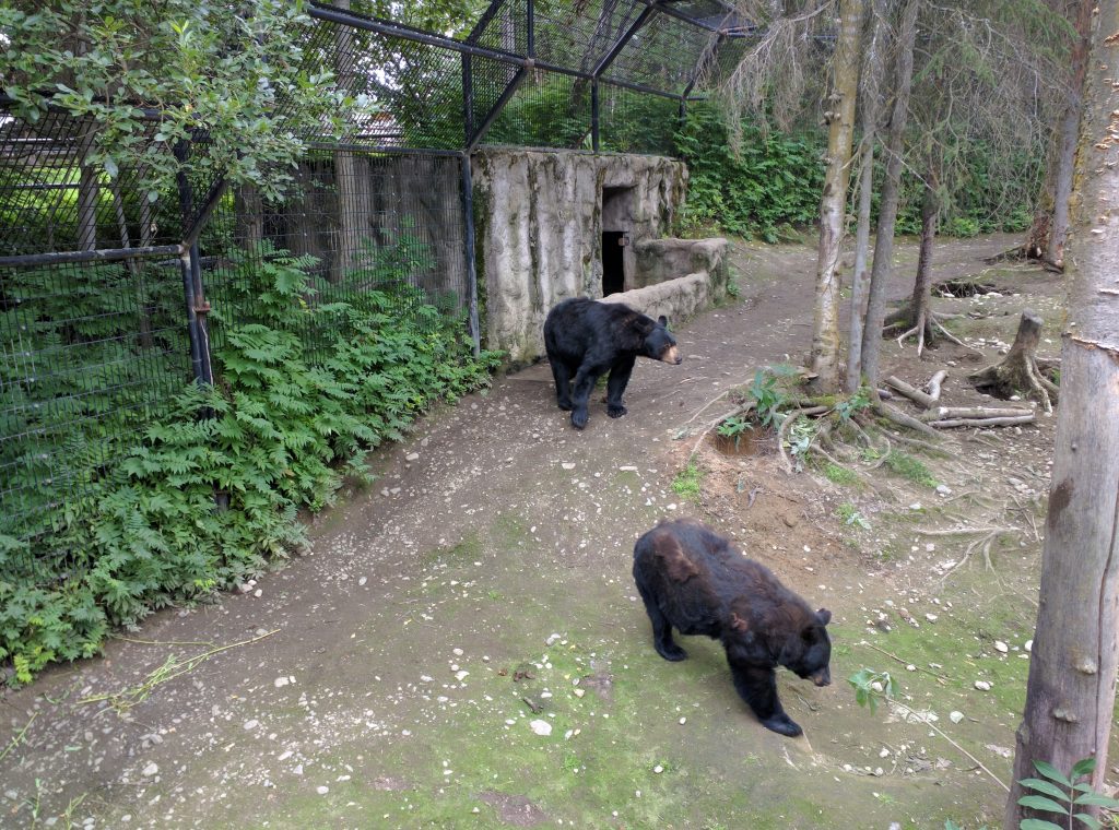 Black bears. Alaska Zoo, Anchorage