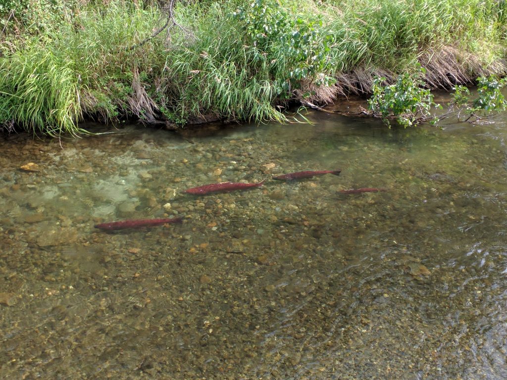 Salmon run in ankle-deep water. Campbell Creek, Anchorage