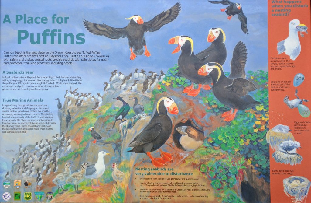Must-see In USA: Cannon Beach. Tufted puffins.