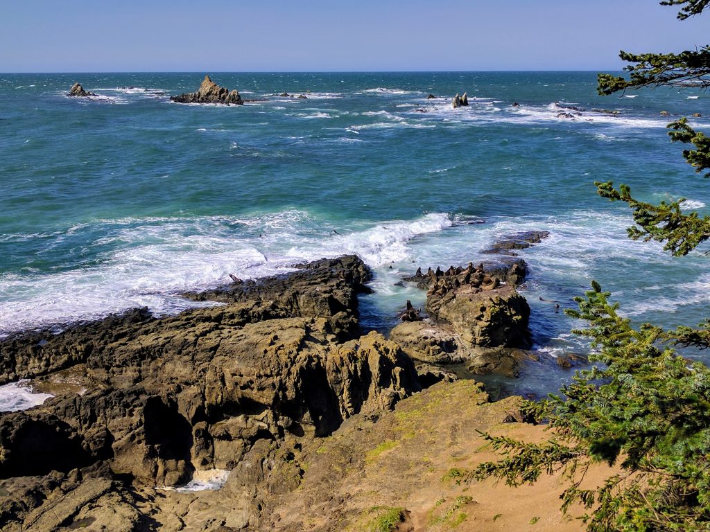 Sea Lions in the Distance at Cape Arago State Park