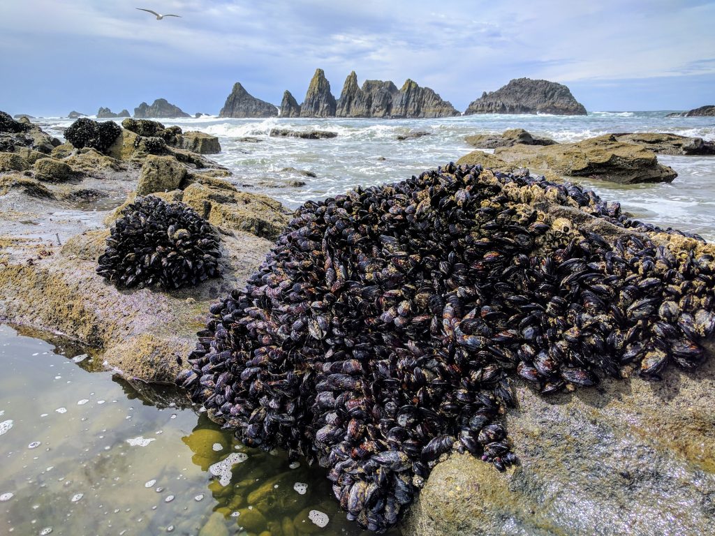 Mussel Beds During Low Tide, Seal Rock