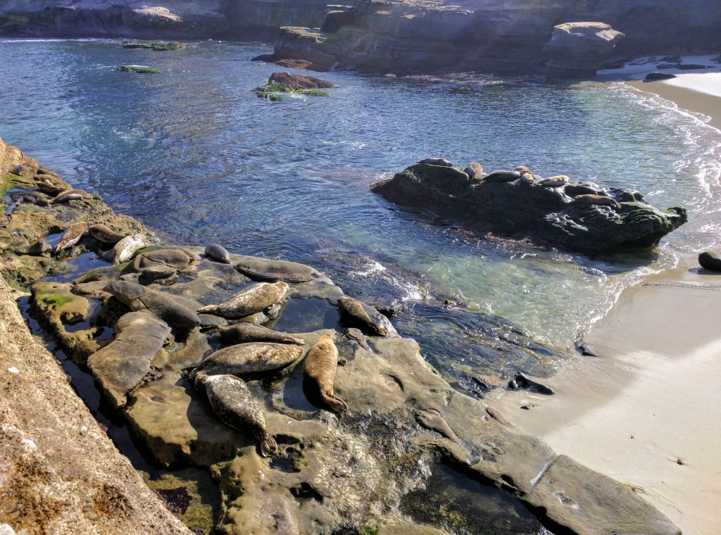 Harbor seals at La Jolla Children’s Pool