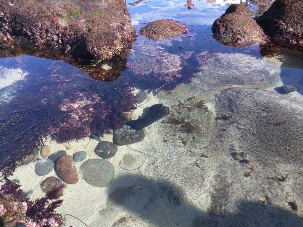 Sea cucumber at one of the La Jolla tide pools