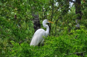 Great White Egret