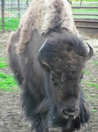 Dolly the bison