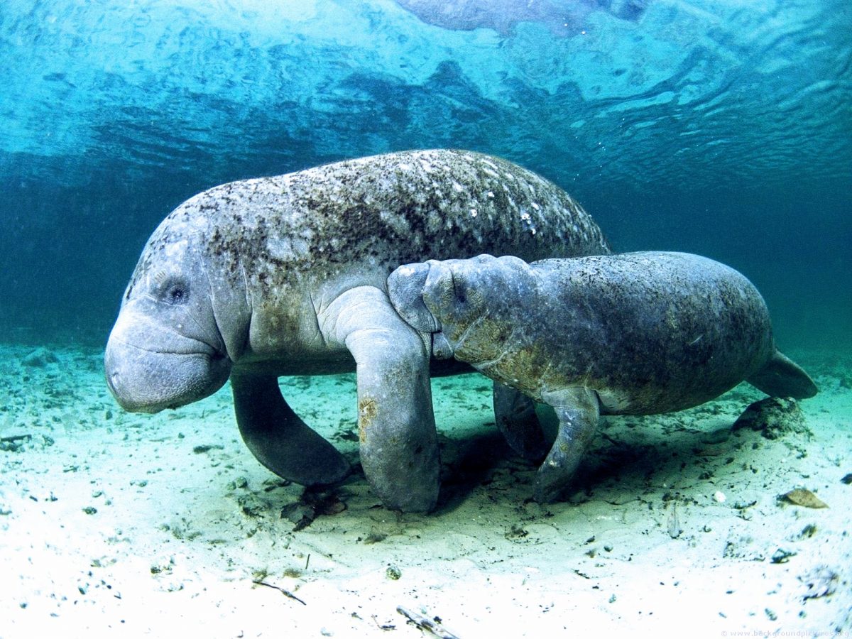 Manatee with a baby. photo credit: imgur.com