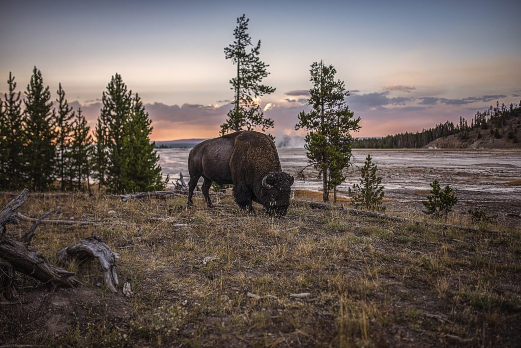Bison grazing at the sunset to far from Grand Prismatic Spring