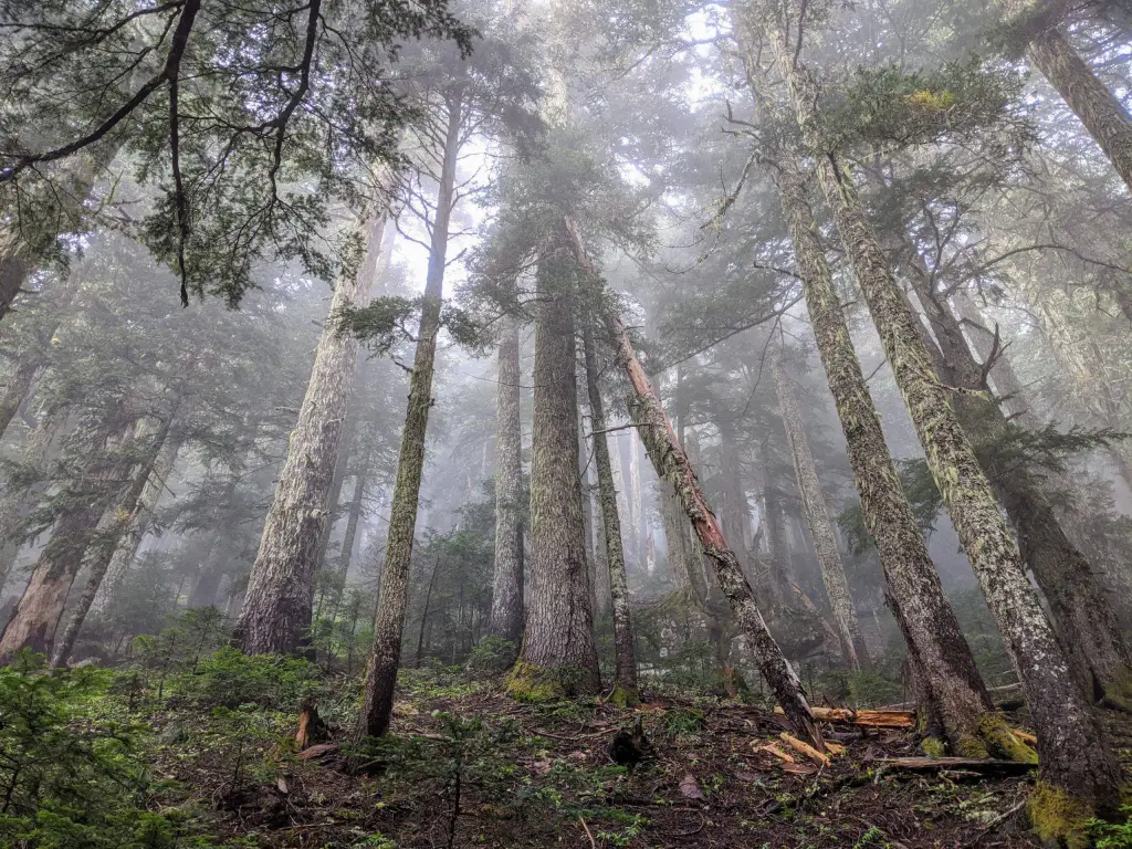 Мокрый лес, штат Вашингтон