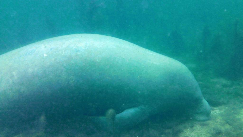 Manatee sleeping on the river bottom, balancing only on it's nose