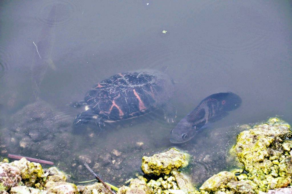 Florida Red-bellied turtle and big head fish