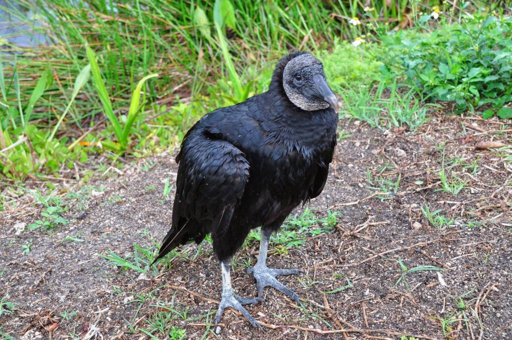 U.S. Wildlife Experience Anhinga Trail: black vulture