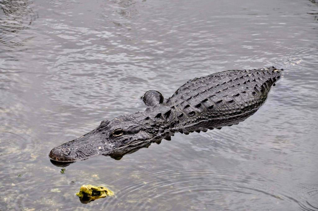U.S. wildlife experience Anhinga Trail: American Alligator.