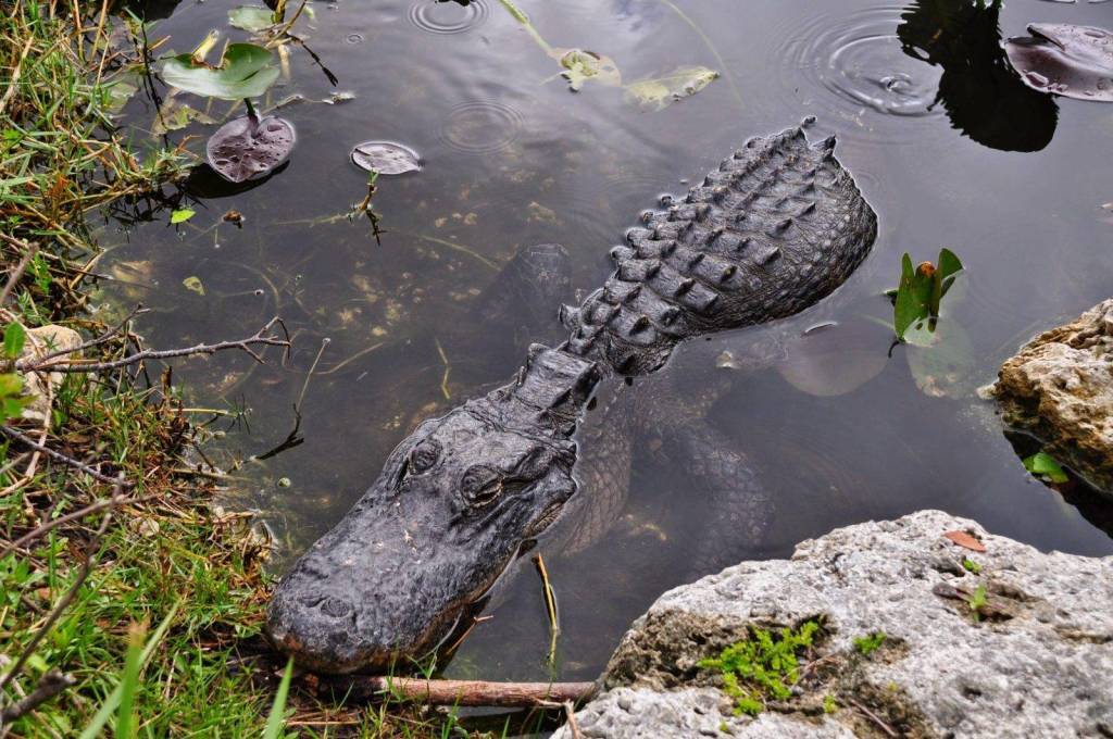 American alligator at Everglades, Florida
