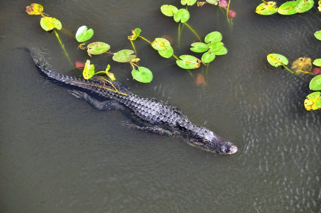 Swimming beauty: American Alligator, view from the Shark Valley Tower