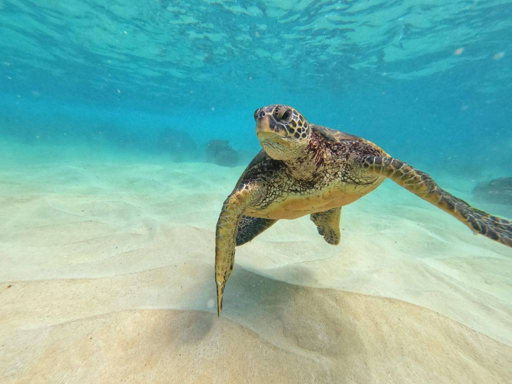 Beautiful and curious Honu, Hawaiian green sea turtle, Maui