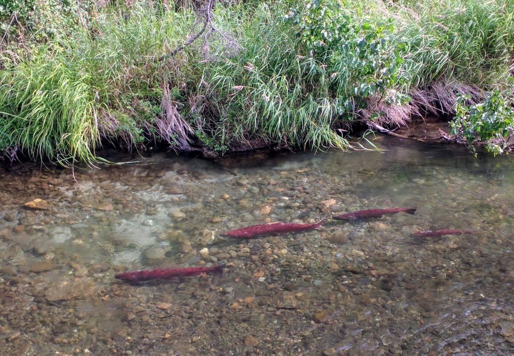 Salmon run right in the middle of Anchorage in the ankle-deep water