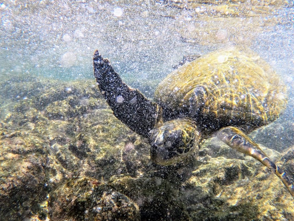 Hawaiian Green Sea Turtle, baby