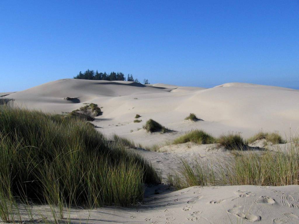 Things to do in Oregon Coast: Oregon Dunes National Recreational Area.