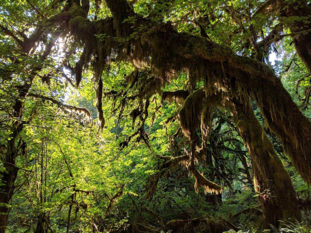 Washington nature: Hoh Rainforest and the underwater forest, pictured next