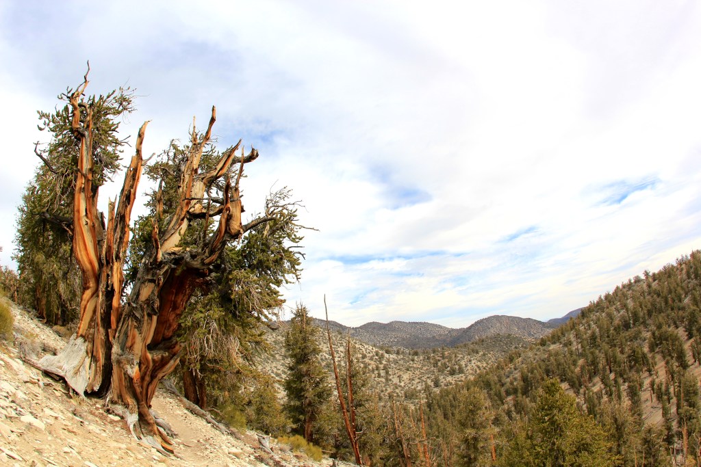 Ancient bristlecone pine overlooking the mountains. photo credit: daveynin