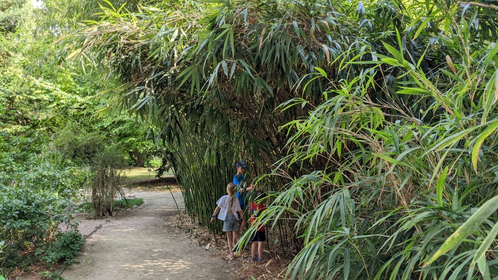 One of the many kinds of bamboo at the Gardens