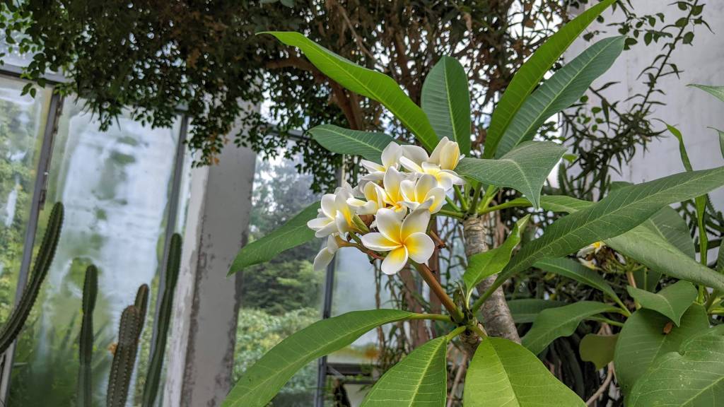 Maybe it is the only plumeria in the entire Garden, but still!!!