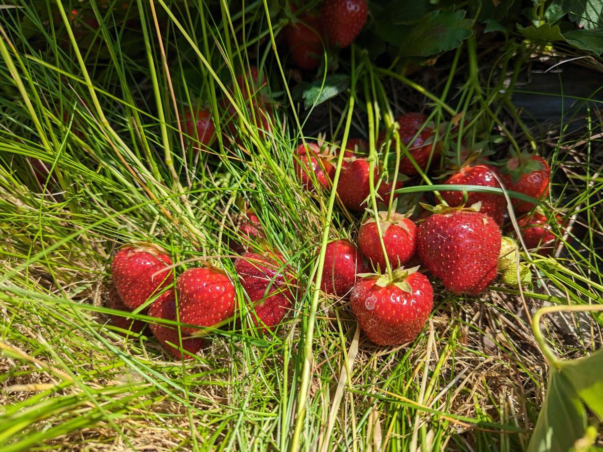 Strawberry picking in Strasbourg