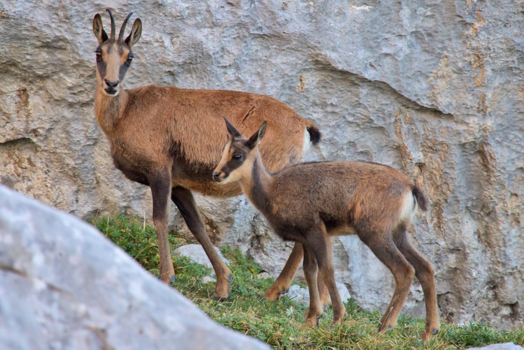 Chamois goat and its kid, Jura region