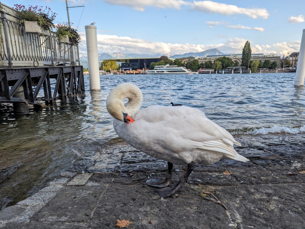 On the shores of Lucerne, summer