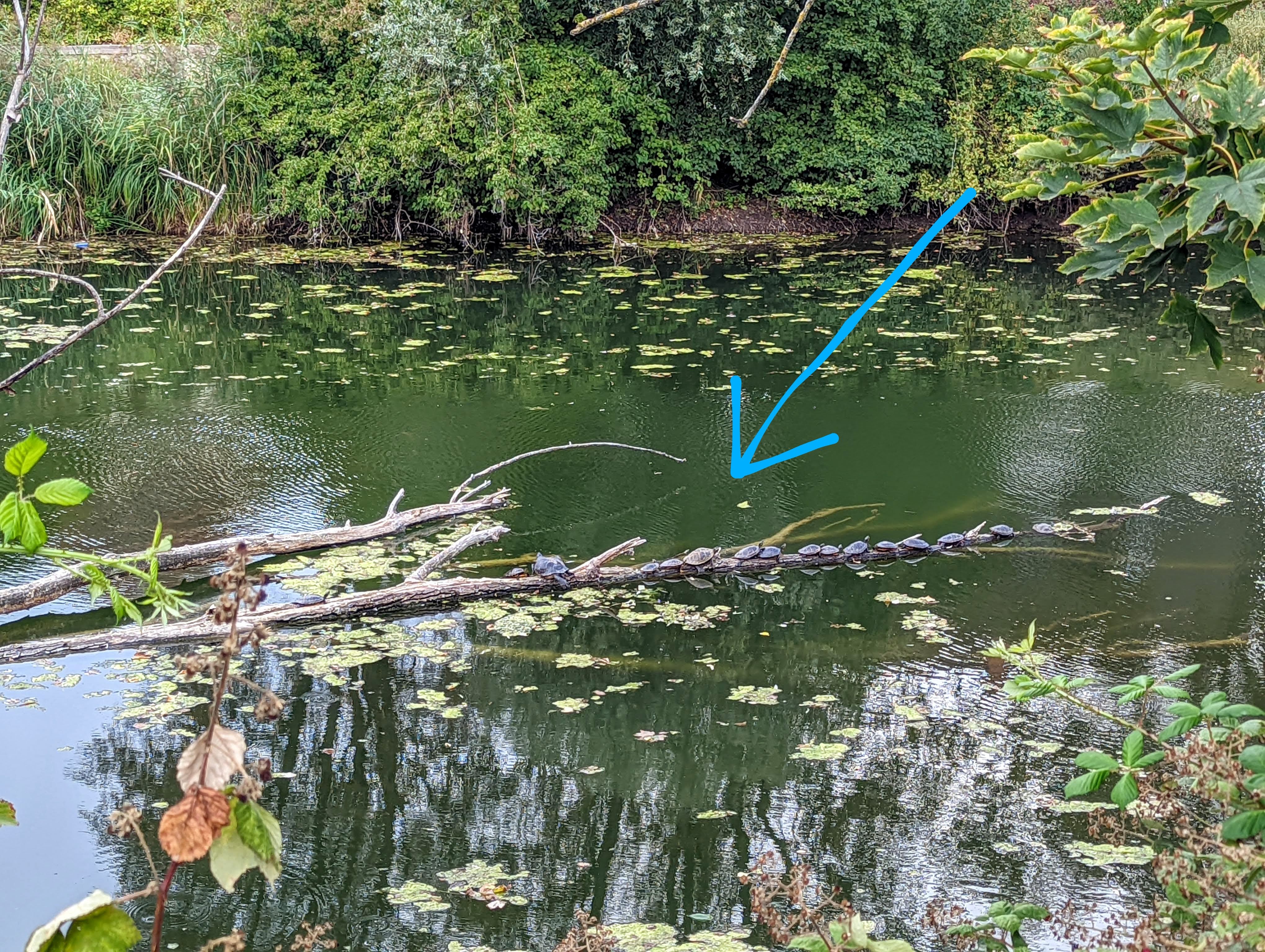 1st time we spotted them , we counted nearly 40(!) animals