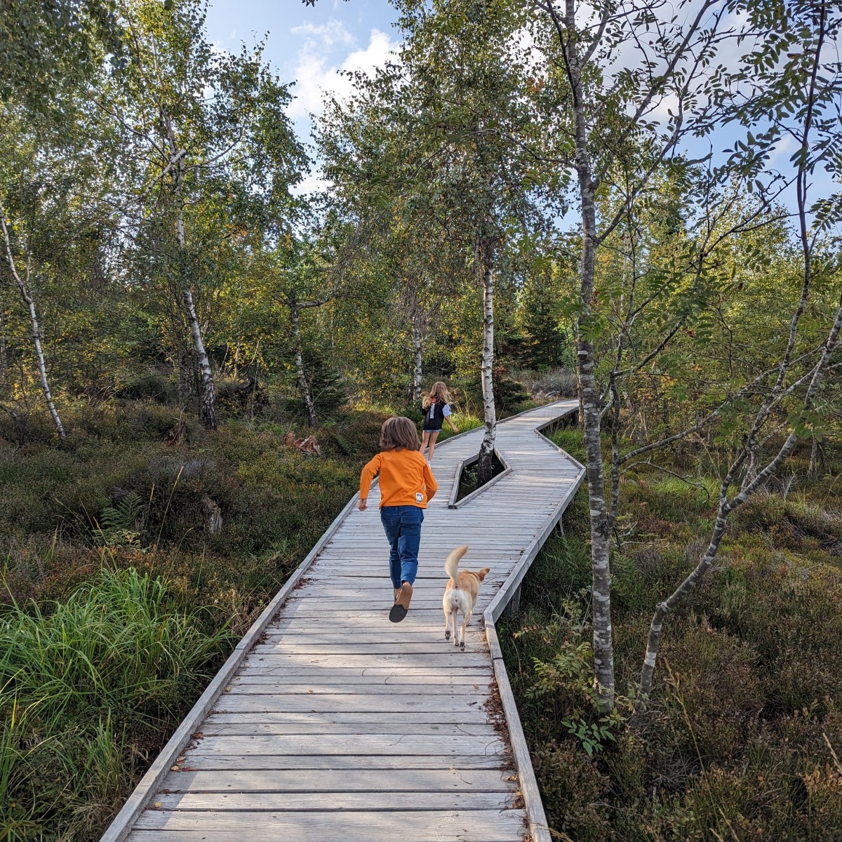 Worth to Visit in Black Forest With Kids: 17 Great Ideas