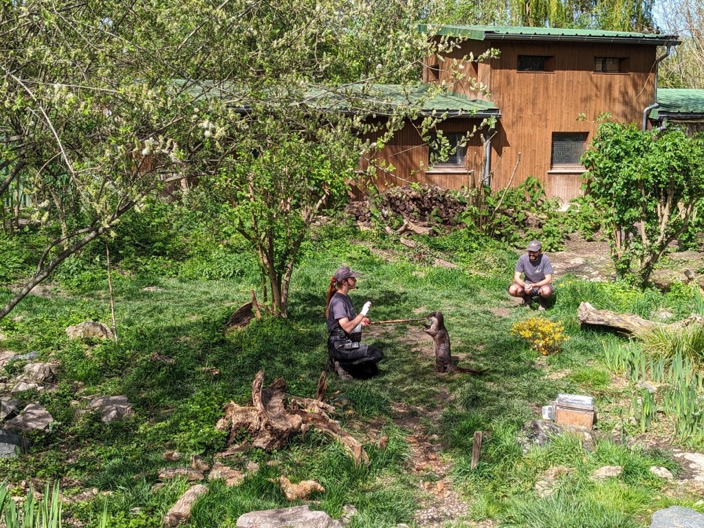 River otters also endangered animals in Alsace