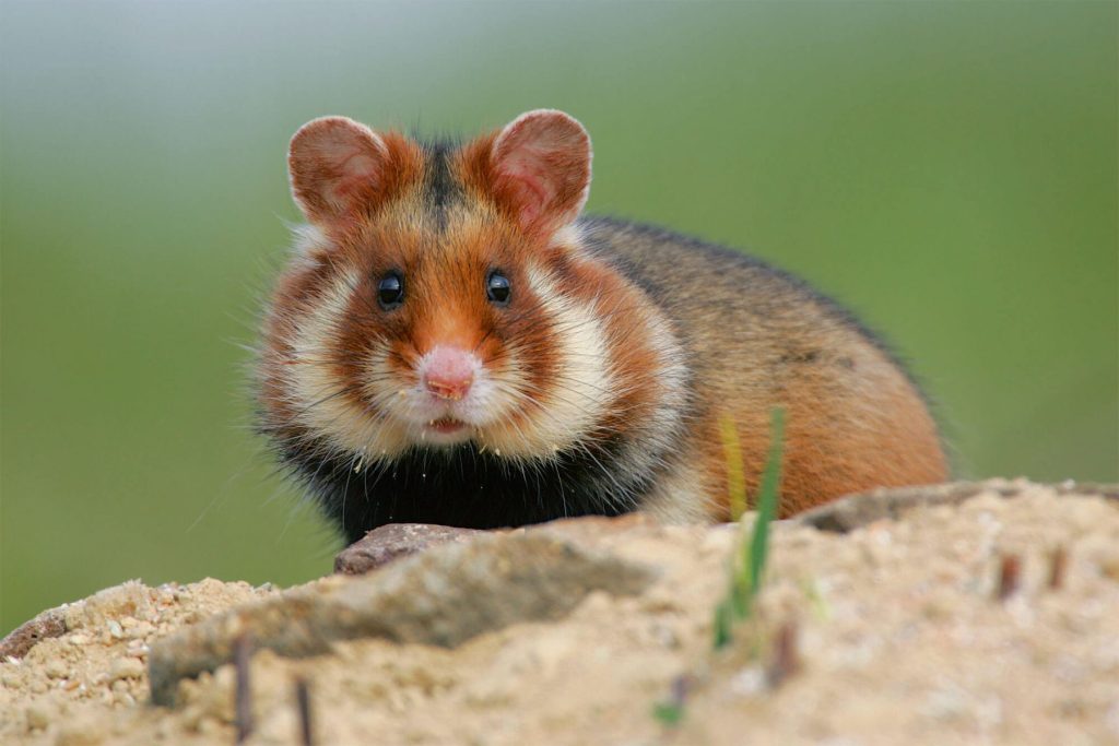 Cute, big, and rare - Giant Alsatian Hamster