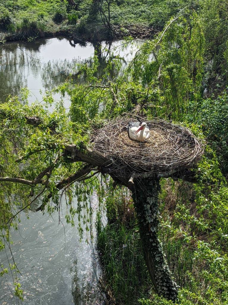 NaturoParc: White stork in the nest