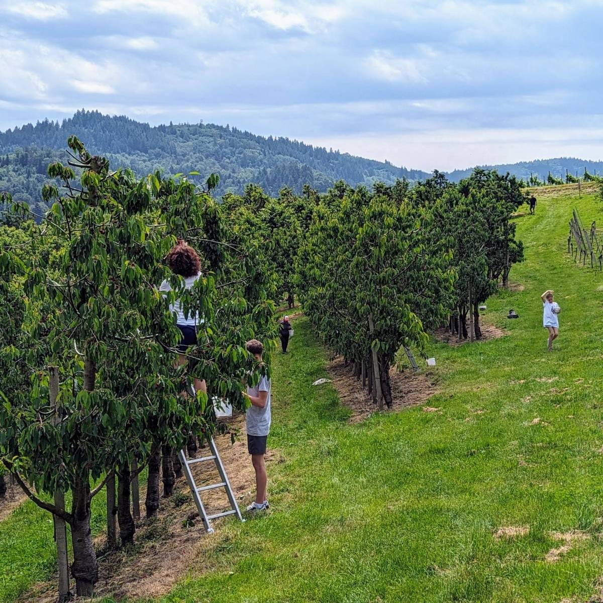 Picturesque, Friendly Place for Cherry Picking Near Strasbourg