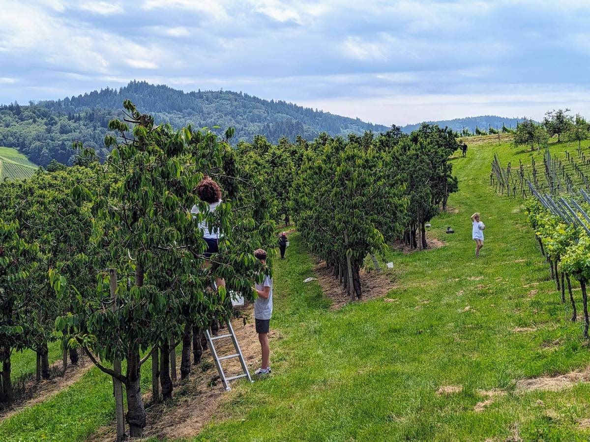 Cherry Picking Near Strasbourg