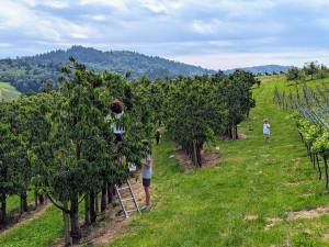 Cherry Picking Near Strasbourg