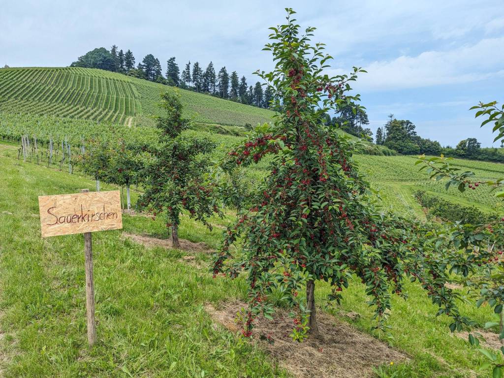 cherry picking near Strasbourg, a great activity with kids on a summer day