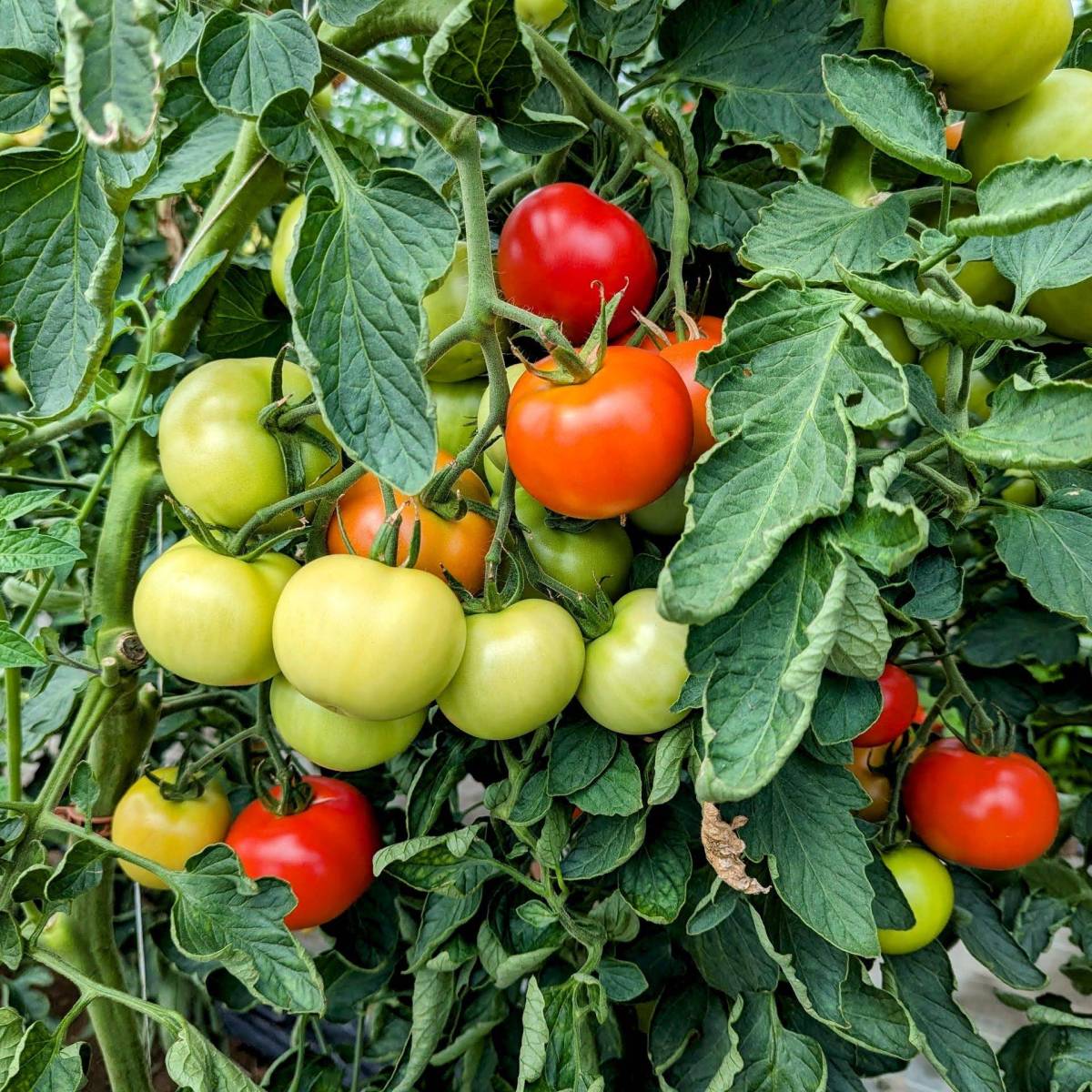 Summer in Alsace: Cool Place for Veggies Picking