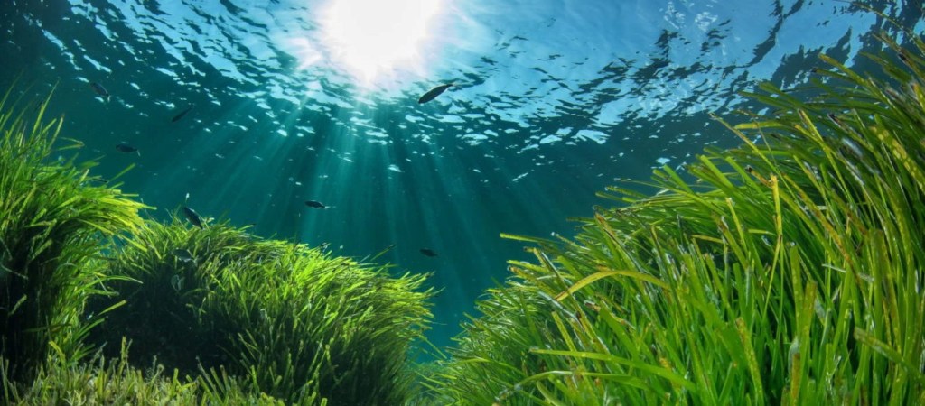 Posidonia lives between 0- and 40-meters depth. Trawling and anchoring are prohibited on it's beds