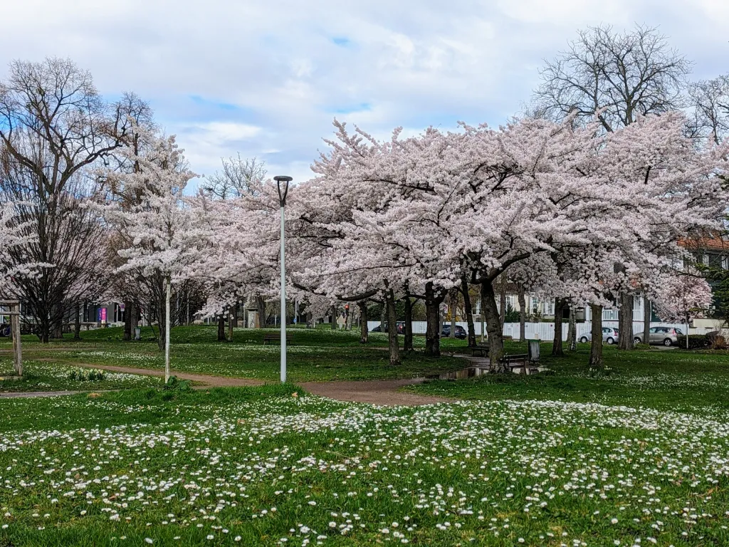 spring in Strasbourg: short but spectacular period of bloom