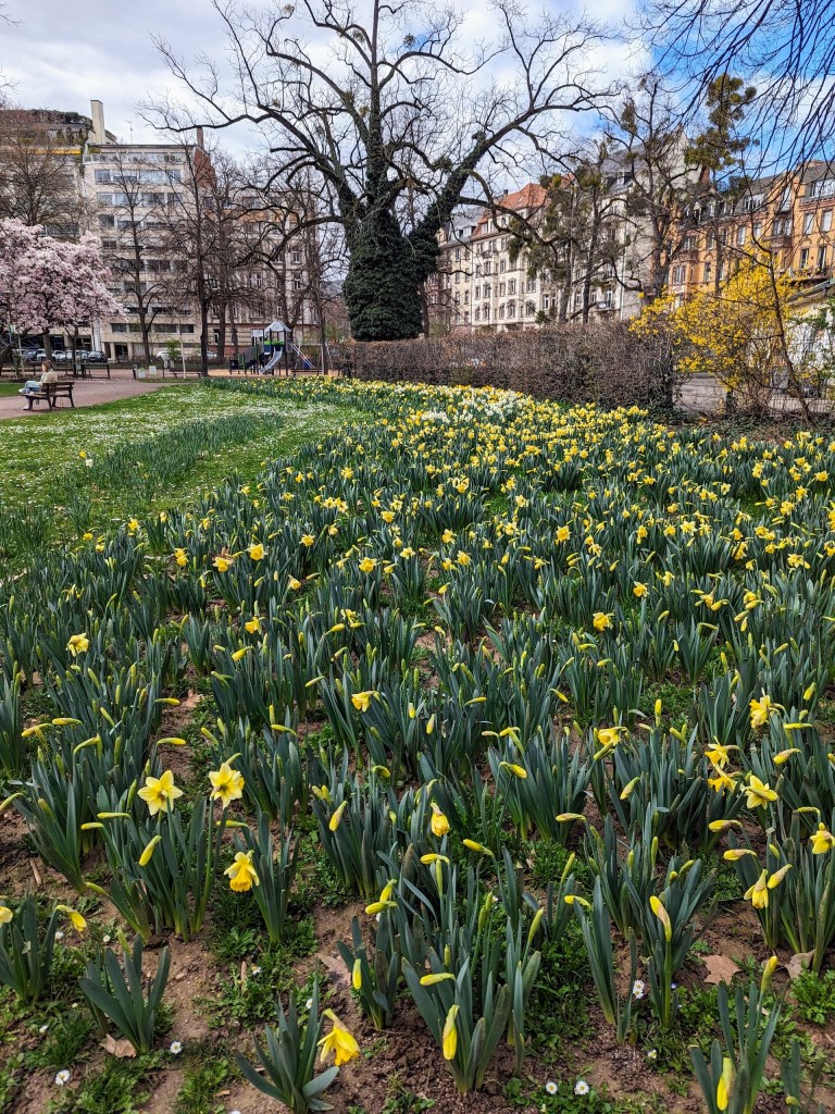 there are also cherry trees, magnolias, and huge playground